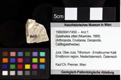 Foto (Objket + Etiketten) von Decapoda indet. 